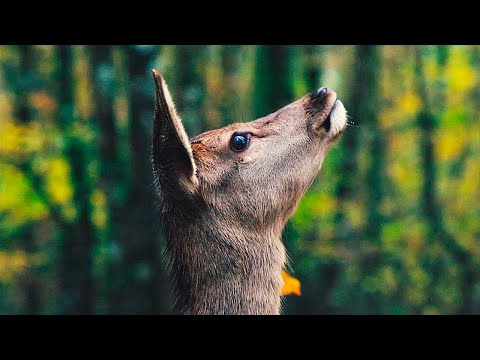 Бемби. История жизни в лесу — Русский трейлер (2024)