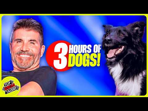 Puppy Palooza on Got Talent! 3+ Hours of Non Stop Puppy Time!