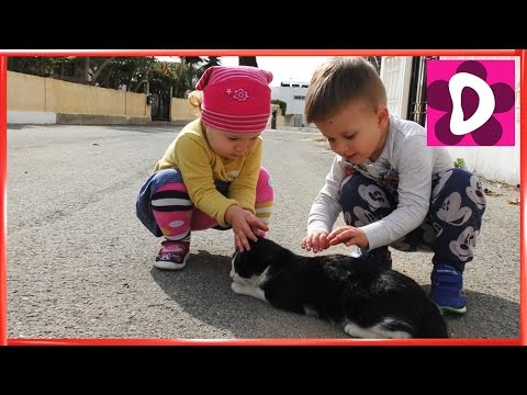 Диана Кормит Котика Молочком Funny Cats Videos