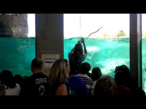 Polar Bear swimming with little boy video