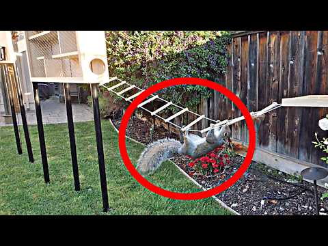 ⁣Backyard Squirrel Maze 1.0- Ninja Warrior Course