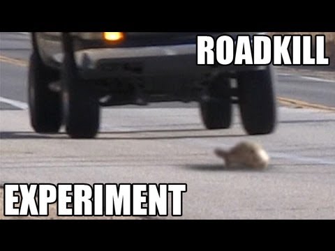 ⁣Turtles or Snakes- Which do cars hit more? ROADKILL EXPERIMENT