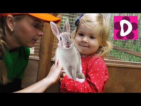 ✿ VLOG Едем в Страна ЕНОТиЯ Контактный Зоопарк Арт Молл Adventure Zoo Happy Time Diana Show