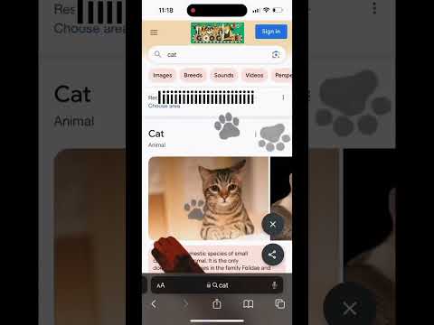 Google for cat lovers