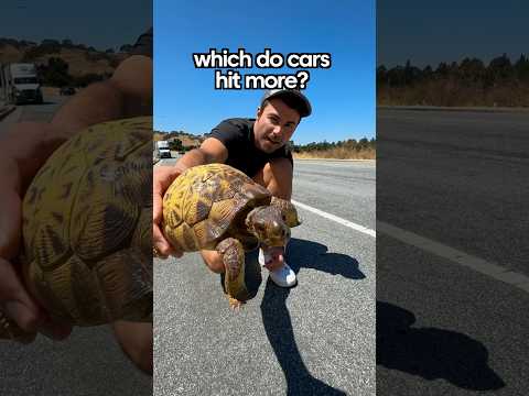 Turtles or Snakes- Which Do Cars Swerve to Hit More?