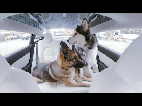 When the humans are away | Dog Mode in 360°