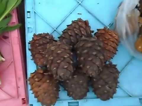 Весенние дары сибирской тайги-грибы строчки,черемша,кедровая шишка.