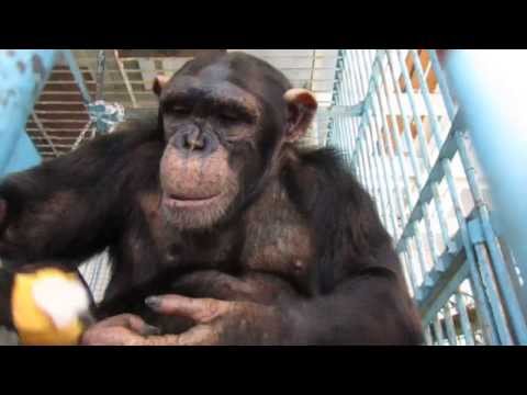 Angry ape vs. angry birds