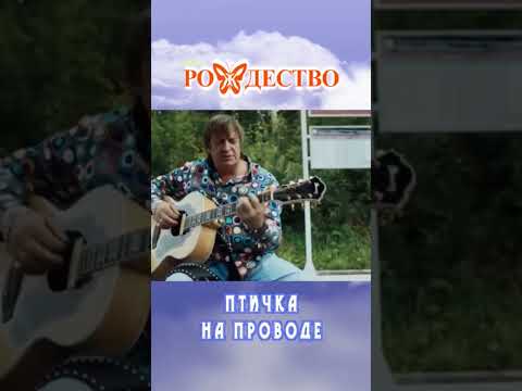 группа Рождество - Птичка моя на проводе #shorts #группарождество #геннадийселезнев